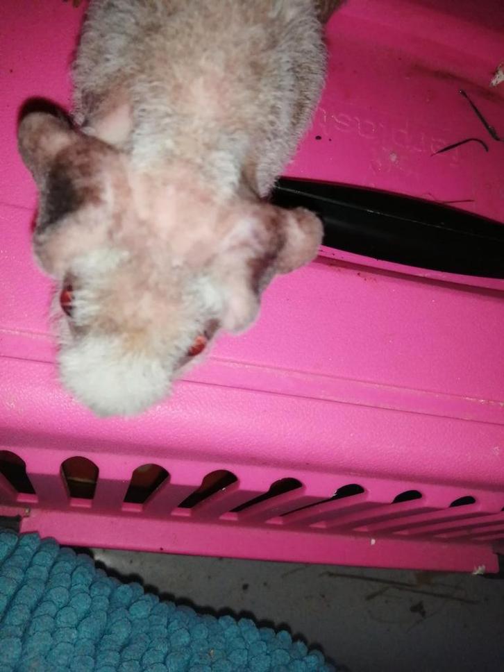 Cavia's zonder haar , skinny man en vrouw, Dieren en Toebehoren, Knaagdieren, Meerdere dieren, Cavia, Oktober