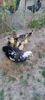 Eendjes
