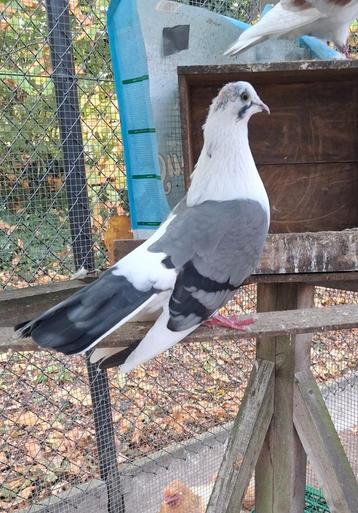 2 jonge sierduifjes van dit jaar  beschikbaar voor biedingen