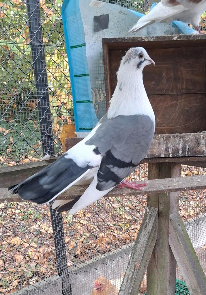 2 jonge sierduifjes van dit jaar, Dieren en Toebehoren, Vogels | Duiven