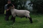 Suffolk bok, Dieren en Toebehoren, Mannelijk, Schaap, 0 tot 2 jaar