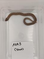 Haakneus axanthic het albino man 2024 nakweek, Dieren en Toebehoren, Reptielen en Amfibieën