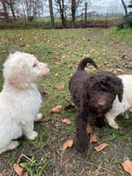 Mooie Labradoodle pups!, Dieren en Toebehoren, Poedel, België, CDV (hondenziekte), 8 tot 15 weken