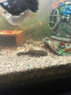 Jong volwassen borstelneuzen (common), Poisson, Poisson d'eau douce