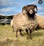 GEZOCHT ouessant ooi en of ram gecastreerd