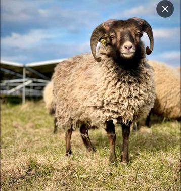GEZOCHT ouessant ooi en of ram gecastreerd  beschikbaar voor biedingen