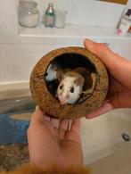 3 schattige muisjes te koop, Dieren en Toebehoren, Juni, Muis, Meerdere dieren, Tam
