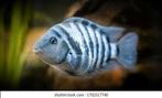 Zebra en albino, Dieren en Toebehoren, Vissen | Aquariumvissen