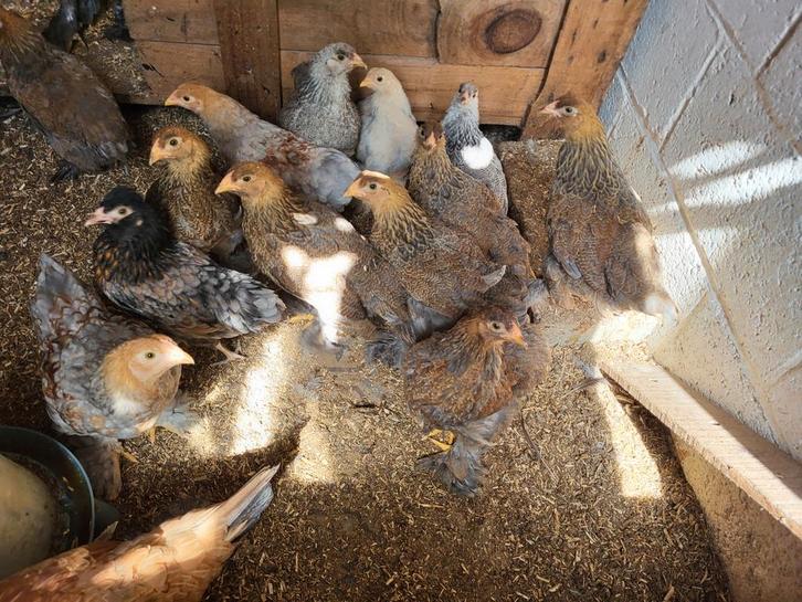 Brahma naine perdrix doré et argenté, Dieren en Toebehoren, Pluimvee