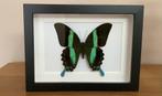 Papilio blumei in 3d lijst, Verzamelen, Ophalen of Verzenden
