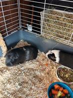 Cavia’s zeugen,ongeveer 5 maanden., Dieren en Toebehoren, Cavia, Vrouwelijk, Mei, Tam
