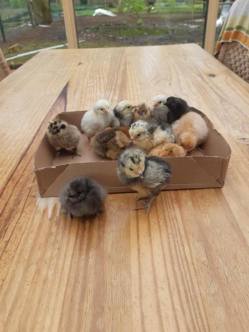 lakenvelder kuikens, Dieren en Toebehoren, Pluimvee, Kip, Geslacht onbekend