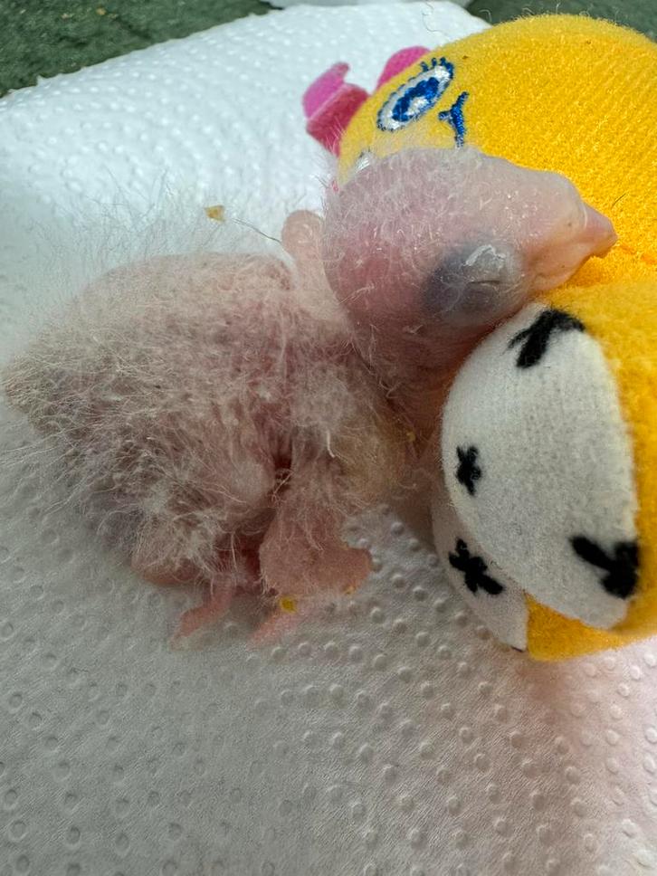 Jeunes Pyrrhurras, super joueur, Animaux & Accessoires, Oiseaux | Perruches & Perroquets, Perruche, Sexe inconnu, Parleur, Domestique