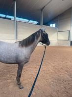 2 jarige merrie, Dieren en Toebehoren, Merrie, Zadelmak, E pony (1.48m - 1.57m), Gechipt