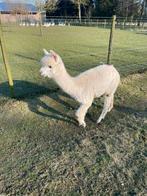 Alpaca merrie, Dieren en Toebehoren, Overige Dieren