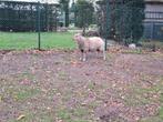 Mooie Rouge de l'ouest ram, Dieren en Toebehoren, Mannelijk, Schaap, 0 tot 2 jaar