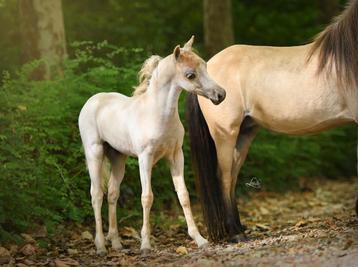 Prachtig AMHA/AMHR/NMPRS  palomino hengstenveulen, Étalon