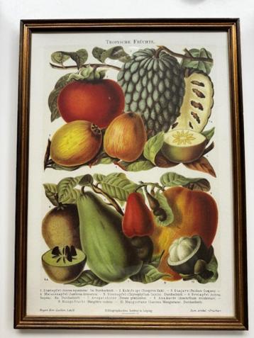 Schilderij kleurengravure van Tassotti fruit (genummerd)