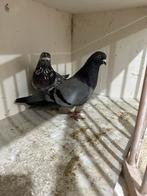 Hoogevliegers tiplers, Dieren en Toebehoren