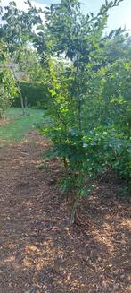verschillende soorten bomen te koop, Tuin en Terras, Overige soorten, Lente, 250 tot 400 cm, Ophalen