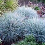 Festuca glauca 'Elyah bleu' of blauw Zwenkgras, Ophalen, Vaste plant, Siergrassen