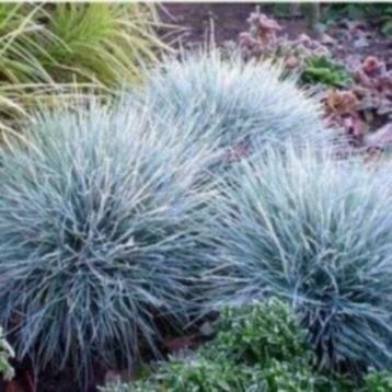 Festuca glauca 'Elyah bleu' of blauw Zwenkgras beschikbaar voor biedingen