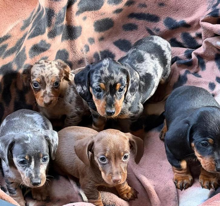 teckel pups,dwerg, Dieren en Toebehoren, Honden | Teckels en Dashonden, Meerdere dieren, Korthaar, Dwerg, Fokker | Professioneel