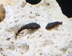Ancistrussen algeneter hobbykweek, Dieren en Toebehoren, Vissen | Aquariumvissen, Vis, Zoetwatervis