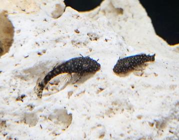 Ancistrussen algeneter hobbykweek  beschikbaar voor biedingen