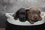 labrador pups in charcoal en silver, ouders zijn aanwezig, CDV (hondenziekte), Meerdere, 8 tot 15 weken, Meerdere dieren