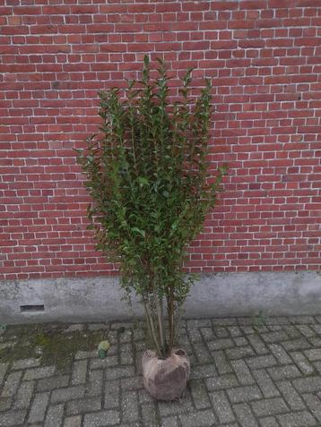 Ligustrum ovalifolium haagligustrum tot 250 cm beschikbaar voor biedingen