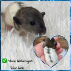 Marble Dumbo Rex wasberen, Dieren en Toebehoren, Ophalen
