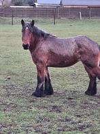 Mooi trekpaard merrie, Dieren en Toebehoren, Merrie