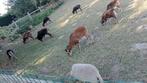 Prachtige soay en ouessant schapen, Dieren en Toebehoren, Meerdere dieren, Schaap, 0 tot 2 jaar