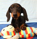 Super lieve Teckel pup!, Dieren en Toebehoren, Standaard, 15 weken tot 1 jaar, Reu, CDV (hondenziekte)