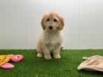 Goldendoodle pups F1, Dieren en Toebehoren, Honden | Niet-rashonden, België, 8 tot 15 weken, Groot, Parvo