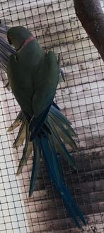 Halsbandparkiet Man 23 Violet Aqau split opaline/bleekstaart, Dieren en Toebehoren, Vogels | Parkieten en Papegaaien