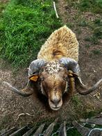 Te koop: 2 Ouessant rammen – vader & zoon, Dieren en Toebehoren, Schapen, Geiten en Varkens
