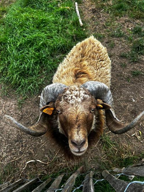 Te koop: 2 Ouessant rammen – vader & zoon, Dieren en Toebehoren, Schapen, Geiten en Varkens
