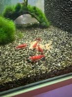 Bloody mary garnalen, Dieren en Toebehoren