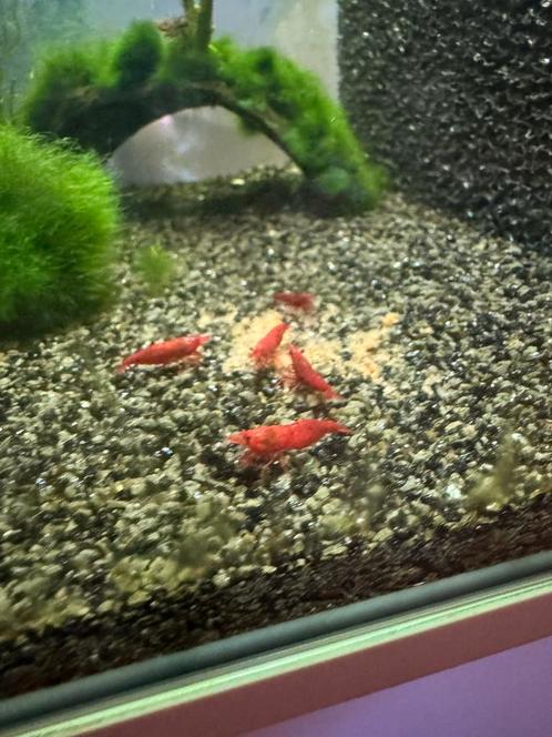 Bloody mary garnalen laatste stuks!, Dieren en Toebehoren, Vissen | Aquariumvissen