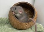 Standaard dumbo ratten beschikbaar, Dieren en Toebehoren, Oktober, Meerdere dieren, Rat