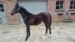 Jaarling hengst, Hengst