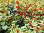 5 zaden Oranje Lampionplant - Physalis alkekengi, Tuin en Terras, Zaad, Verzenden, Volle zon