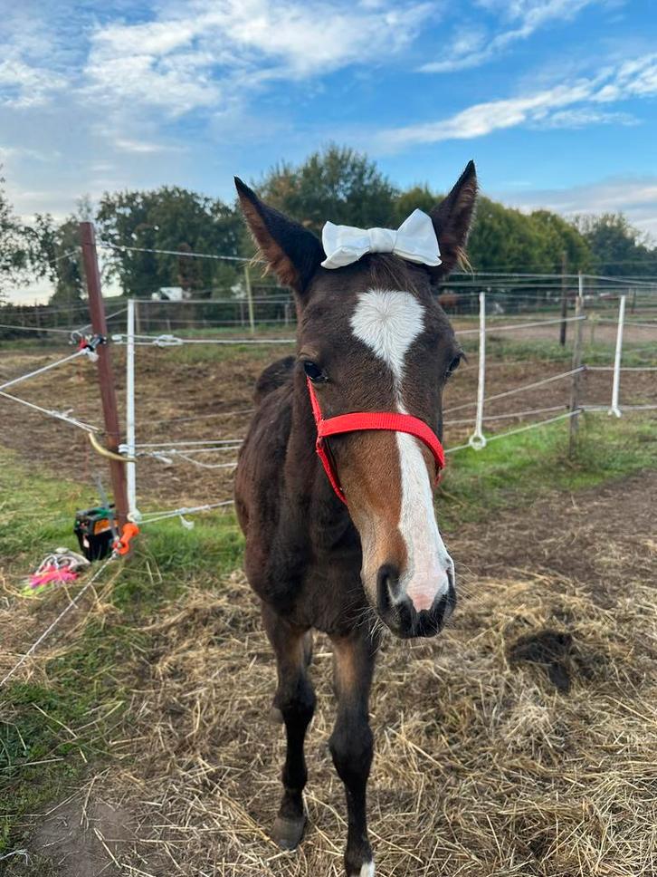 crazy boy z, Dieren en Toebehoren, Paarden, Hengst, Onbeleerd, 0 tot 2 jaar, Springpaard, Ontwormd
