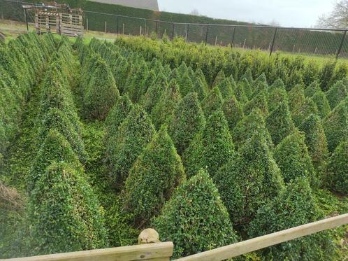 buxus zelf gekweekte, Jardin & Terrasse, Plantes | Arbustes & Haies, Buis, Enlèvement