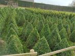 buxus zelf gekweekte, Buxus, Ophalen