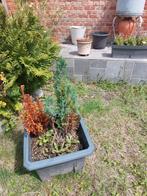 Plant., Ophalen