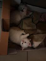 5 kittens te reserveren, 1 of meer kan ook, Dieren en Toebehoren, Katten-accessoires, Ophalen of Verzenden
