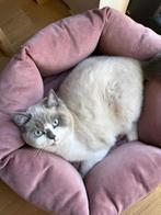 Britse korthaar blue point, Dieren en Toebehoren, Katten en Kittens | Raskatten | Korthaar, Kater, Gechipt, 0 tot 2 jaar